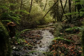 The Pacific Northwest Getaway - Image 3