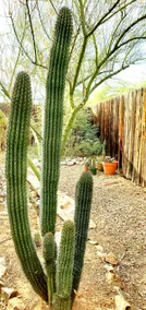 The Cactus House Welcomes You! - Image 4