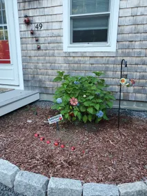 Cozy Ladybug Cottage Near Cape Cod Canal - Image 5