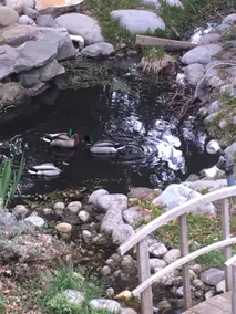 Alpine Creek Getaway - Image 3