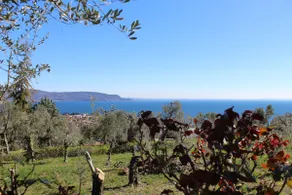 Relax in the Olive Grove - Image 4