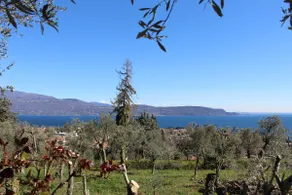 Relax in the Olive Grove - Image 5
