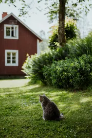 Carpenter Boa in Kylås Wilderness - Image 2