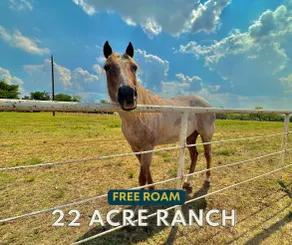 Texas Style Home on 22 Acre Ranch| Horse Views - Image 2