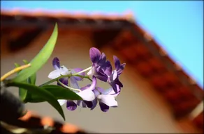 Casa Bromélia between the Capão mountains - Image 4