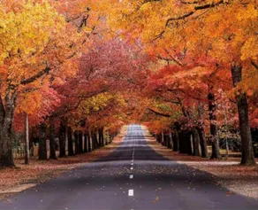”Wotama”- Spectacular Honour Avenue, Mount Macedon - Image 3