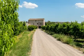Stay among fruit trees - Image 5