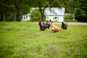 Sunday River Orchard w/Fireplace, Firepit & Hens! - Image 5