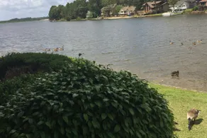 Lakefront, Ground Level, 2BR, 2BA, 2020 Renovation - Image 3