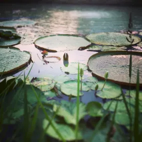 Moon's Thai Homestay - Image 4