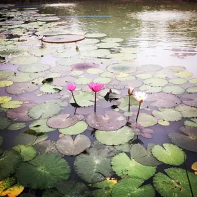 Moon's Thai Homestay - Image 5