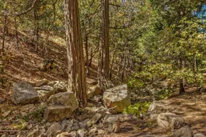 Cedar Hollow · Private Wooded Cabin · Fenced Yard · Sleeps up to 10 · Pet... - Image 3