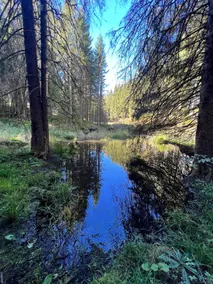 House in the Black Forest – hiking, biking, dog-friendly vacation - Image 5