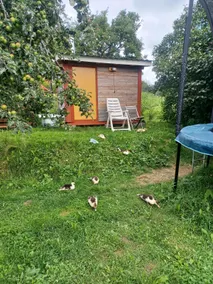 Guest house on a small farm - Image 4