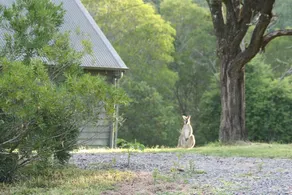 A Beautiful Escape for 4-The Folly Bluegums Cabins - Image 3