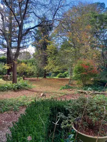 Autumn Gold - Fitzroy Falls - - Image 5