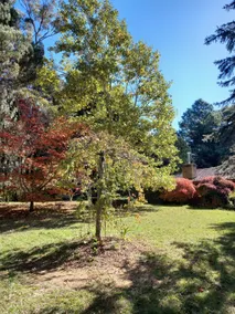 Autumn Gold - Fitzroy Falls - - Image 4