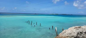 Strea di lama close to the beach and center of Aruba - Image 2