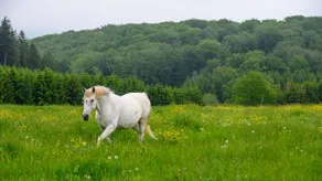 Hidden gem for 2-6 people near Gouvy - Image 5