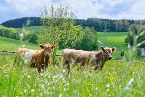 Schlagbauergut - Image 4