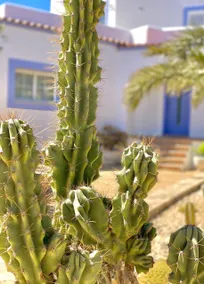 Villa PALMERA - Image 4