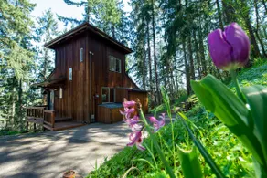 Tranquil Forested Cabin with Sauna, Home Gym, & AC - Image 5