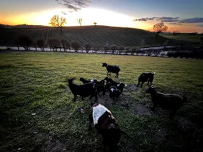 Entire Hobby Farm, Surrounded by Vineyards - Image 3