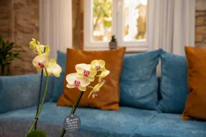 Sopra Mura Luxury Town House - Image 3