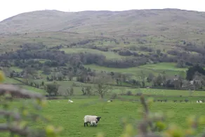 Willow Cottage Dromara - Image 4