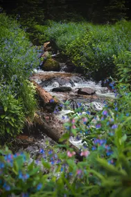 A Creek Runs Through It Luxury Log Home WOW VIEWS! - Image 4