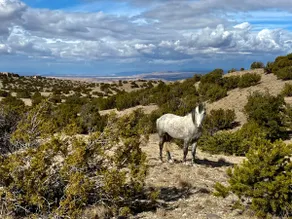 Placitas Sanctuary - Image 4
