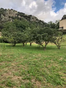 The Apple Orchard - Image 3