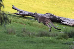 Serena Cottages Beechworth - Your Country Getaway - 1 - Image 3