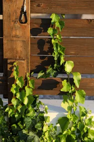 Eucalyptus Villa - Image 5