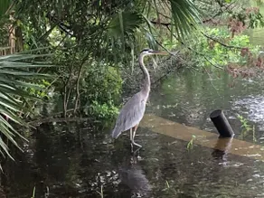 Homosassa Haven - Image 4