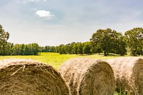 Spacious Rural near Memphis | Accessible to I-269 - Image 4