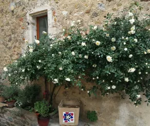 Cozy, quiet and renovated house - Image 3