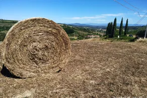 Appartamento I Pini - Image 2