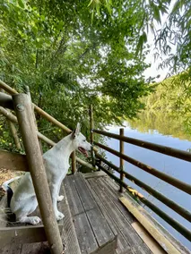 Between River & Bamboo ⁕ River View ⁕ Dog-friendly - Image 2