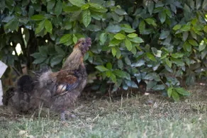 The Eagle and the Olive Tree - Image 4