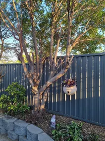 Lemon Tree Lane on Northcote. 2 Bedroom Unit. - Image 5