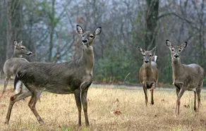 Scenic 3 bedroom Wildlife Retreat - Image 5