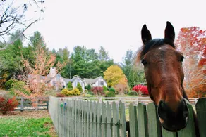 Elegant Tudor Cottage: Farm Animals, Views, Vintage Decor - Image 4