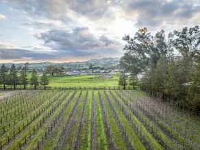Vineyard-House Escape in Sonoma Wine Country - Image 5