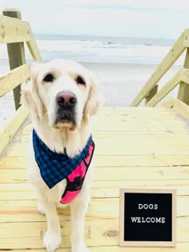GRAN CASA AMIGABLE PARA MASCOTAS CON PISCINA, A PASOS DE CHERRY GROVE BEACH - Image 4