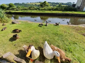 Duck Cottage - Brecon Canal - Image 5