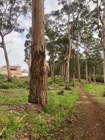 Karri Loam - Image 3