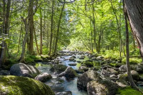 Chalet Ohana - Intimate forest and spa - Pets welcome! - Image 5