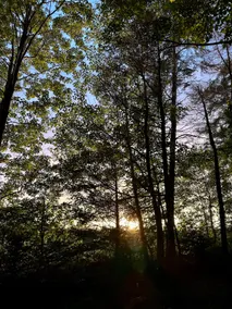 Fern Hollow Micro-Cabin | Pet-Friendly Retreat! - Image 2