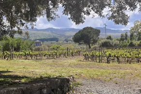 The Window on the Vineyard - Image 4